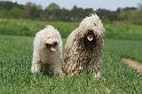 KOMONDOR 045